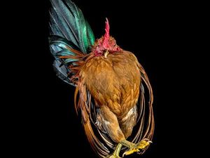 Begini Jika Si Ayam Bergaya Foto Bak Model, Keren Juga Begini Jika Si Ayam Bergaya Foto Bak Model, Keren Juga