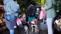 Gemasnya Anjing Berkimono Jalani Pemberkatan di Jepang