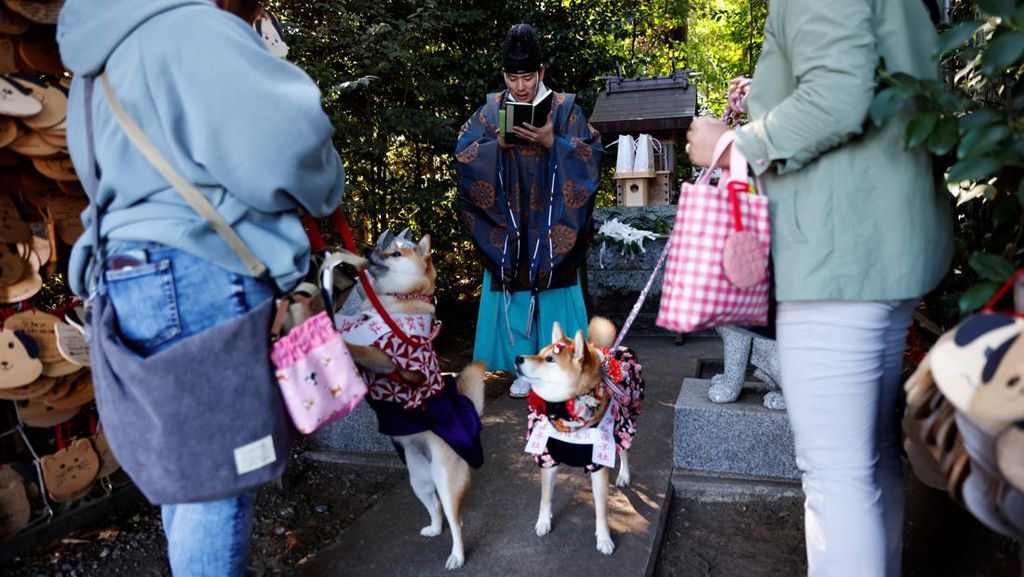 Gemasnya Anjing Berkimono Jalani Pemberkatan di Jepang Gemasnya Anjing Berkimono Jalani Pemberkatan di Jepang