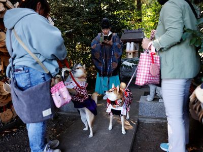 Gemasnya Anjing Berkimono Jalani Pemberkatan di Jepang