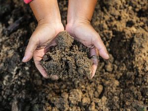 Tanah Gambut: Ciri-ciri, Persebaran, Manfaat, dan Fungsinya