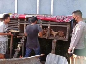 Ipda Yendri Bina Warga Sorong Jadi Peternak Ayam Lewat Si Mesra Kelambu