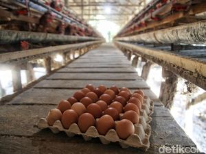 Harga Bahan Pokok Jogja Hari Ini 16 Februari 2024, Telur Naik Dua Ribu! Harga Bahan Pokok Jogja Hari Ini 16 Februari 2024, Telur Naik Dua Ribu!