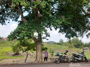 Pohon Bungur Raksasa yang Jadi Tanda Patilasan Pemimpin Sumedang