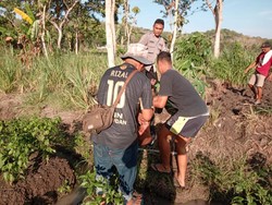 2 Lansia di Bantul Diserang Tawon, Kena Sengat di Seluruh Tubuh