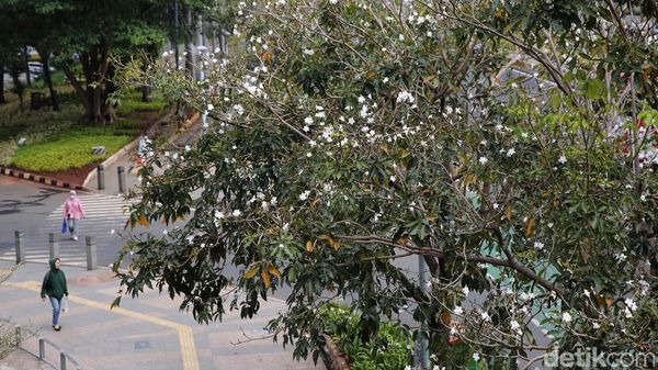 Tabebuya Bermekaran, Trotoar Sudirman Makin Cantik