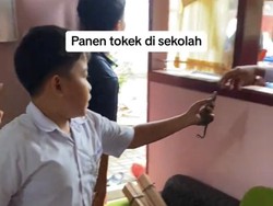 Cerita Bobob Bocah 11 Tahun Evakuasi Tokek di Sekolah