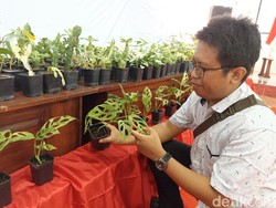 Warga Blitar Cuan hingga Ratusan Juta Dari Ekspor Tanaman Hias ke AS