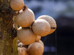 Mengenal Buah Kepel yang Jadi Favorit Putri Keraton Jogja