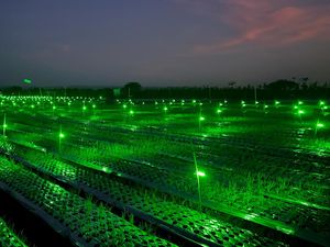 Tanam Bawang Merah dengan Light Trap Bisa Tangkal Hama-Hasil Panen Naik