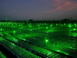 Tanam Bawang Merah dengan Light Trap Bisa Tangkal Hama-Hasil Panen Naik
