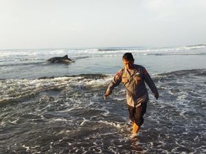 Terdampar di Pantai Kwaru Bantul, Hiu Tutul Ini Didorong Kembali ke Laut