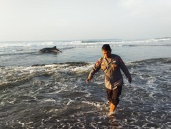Terdampar di Pantai Kwaru Bantul, Hiu Tutul Ini Didorong Kembali ke Laut