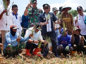 Pj Bupati Bone Ajak Petani Tanam Pisang, Bank Siapkan Modal Rp 100 Juta Pj Bupati Bone Ajak Petani Tanam Pisang, Bank Siapkan Modal Rp 100 Juta