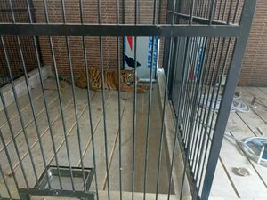 Tragis Suprianda Tewas Diterkam Harimau Majikan yang Mau Dikasih Makan Tragis Suprianda Tewas Diterkam Harimau Majikan yang Mau Dikasih Makan