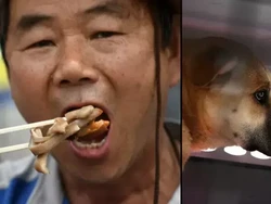 Korea Selatan Akan Larang Konsumsi Daging Anjing di Tahun 2027