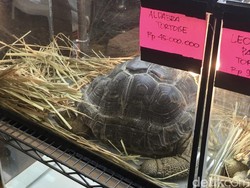 Kura-kura Aldabra Rp 45 Juta Jadi Primadona Saat Dipamerkan di Surabaya