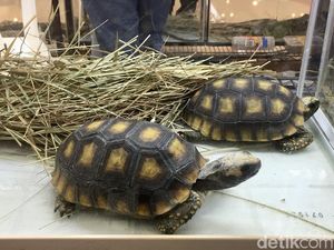 Mengenal Kura-Kura Aldabra, Salah Satu Hewan Paling Panjang Umur Sedunia Mengenal Kura-Kura Aldabra, Salah Satu Hewan Paling Panjang Umur Sedunia