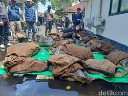 Polisi Gagalkan Penyelundupan 19 Ekor Penyu Hijau di Jembrana