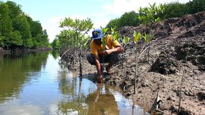 Potret Upaya Memulihkan Ekosistem Mangrove di Langkat Sumut