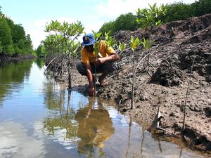 Potret Upaya Memulihkan Ekosistem Mangrove di Langkat Sumut