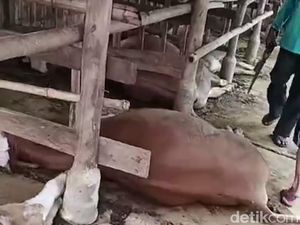 Viral Sapi Mati Massal di Indramayu, Penyebabnya Masih Misterius Viral Sapi Mati Massal di Indramayu, Penyebabnya Masih Misterius