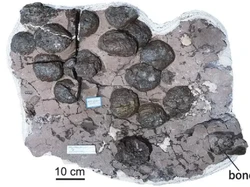 Spesies Dinosaurus Misterius dan 50 Telur Berkulit Ditemukan