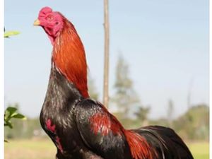 Ciri Ayam Bangkok dan Sejarahnya Ciri Ayam Bangkok dan Sejarahnya