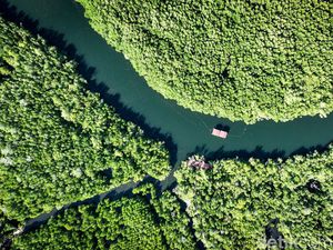 Desa Palaes Punya Wisata Unggulan Mangrove, Nih Lihat
