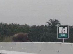 Lagi, Gajah Liar Melintas di Jalan Tol Pekanbaru-Dumai