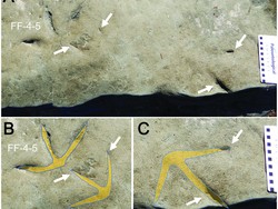 Temuan Menarik soal Jejak Kaki Burung Berumur 120 Juta Tahun