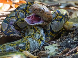 Pertarungan Maut King Kobra Vs Piton, Begini Endingnya