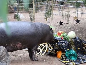 Hip Hip Hore! Kuda Nil Kerdil Tertua Rayakan Ultah ke-50 Hip Hip Hore! Kuda Nil Kerdil Tertua Rayakan Ultah ke-50