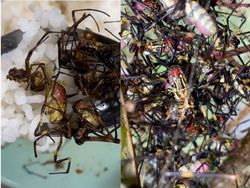 Makan Nasi Lauk Laba-Laba Goreng, TikToker Ini Bilang Rasanya Enak!