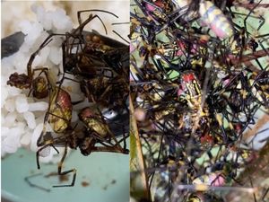 Makan Nasi Lauk Laba-Laba Goreng, TikToker Ini Bilang Rasanya Enak!