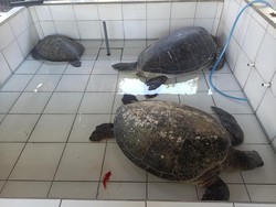 Penyelundup 19 Penyu Divonis Lima Bulan Penjara