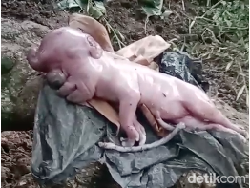 Viral Anak Babi Wajah Mirip Manusia, Pemilik Sampai Bikin Ritual Adat