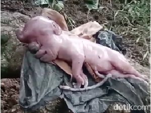 Viral Anak Babi Wajah Mirip Manusia di NTT, Ini Penjelasan Ilmiahnya Viral Anak Babi Wajah Mirip Manusia di NTT, Ini Penjelasan Ilmiahnya