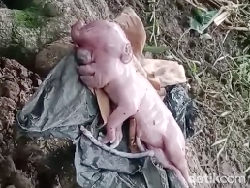 Anak Babi Wajahnya Mirip Manusia, Begini Penampakannya!