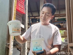 Pro Kontra Penundaan Penyebaran Telur Nyamuk Wolbachia di Denpasar