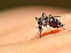 Cegah DBD, Singapura Sebar Nyamuk Berwolbachia di Nyaris 50 Persen Populasi