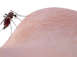 Digigit Nyamuk Wolbachia Vs Nyamuk Biasa, Bentolnya Berbeda? Ini Kata Peneliti