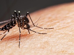 Mengenal Nyamuk Wolbachia dan Fungsinya dalam Mencegah DBD