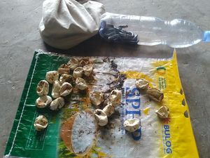 6 Ular Kobra Ngumpet di Penggilingan Padi Klaten, Exalos Turun Tangan 6 Ular Kobra Ngumpet di Penggilingan Padi Klaten, Exalos Turun Tangan