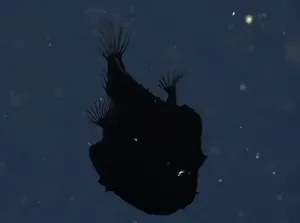 Black Seadevil hingga Ikan Kiamat, Penghuni Laut Dalam Bermunculan Black Seadevil hingga Ikan Kiamat, Penghuni Laut Dalam Bermunculan