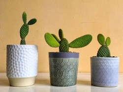 Manfaat dan Cara Merawat Kaktus, Tanaman Gurun yang Aesthetic