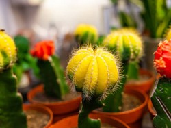 7 Barang yang Mengundang Energi Negatif Menurut Feng Shui