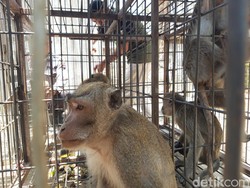 Ratusan Monyet Ekor Panjang Ditangkap Warga Lereng Merapi Boyolali