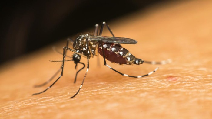 Macro of mosquito (Aedes aegypti) sucking blood close up on the human skin. Mosquito is carrier of Malaria; Encephalitis; Dengue and Zika virus
