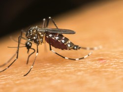 Beda Server! Peneliti UGM Pastikan Nyamuk Wolbachia Bukan Pemicu Japanese Encephalitis